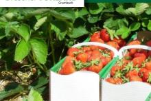 hofladen Erdbeeren zum Selberpflücken | Agrar GmbH "Dresdner Vorland"