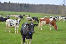 hofladen Milchtankstelle + Regiomat in Schoppendorf | Landgut Weimar Bio